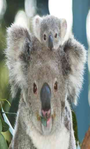 Koala Bear 2