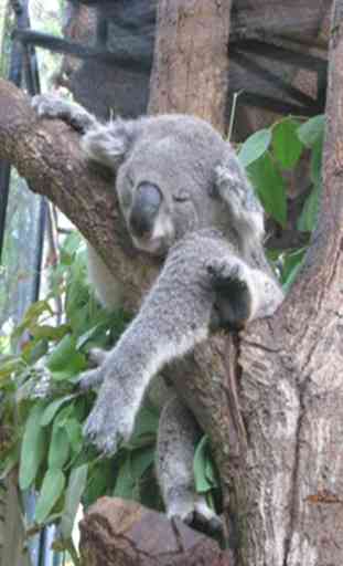 Koala Bear 3