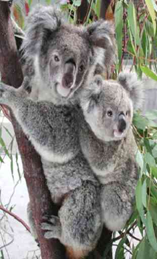 Koala Bear 4