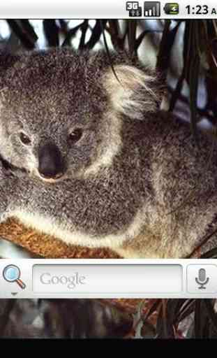 Koala Bear Live Wallpaper 2