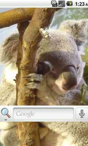 Koala Bear Live Wallpaper 3