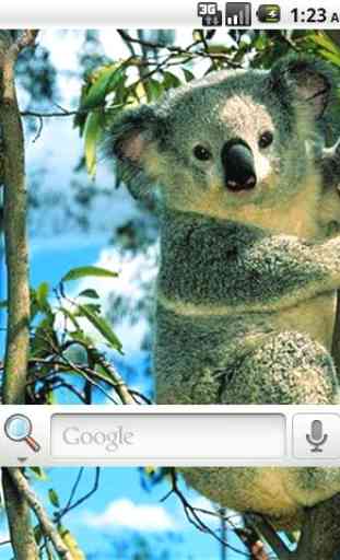 Koala Bear Live Wallpaper 4