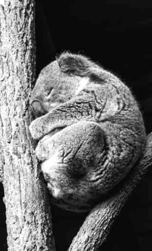 Koala Taking A Nap LWP 1