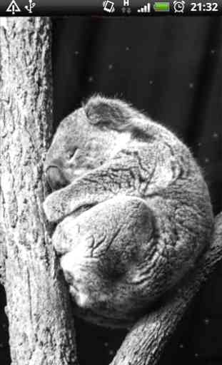 Koala Taking A Nap LWP 4