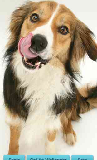 Licking Dog Wallpaper 4