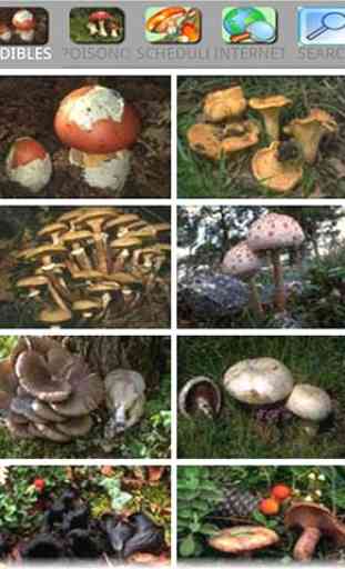 Mushrooming 3