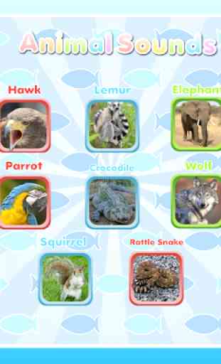 Wild Animal Games & Sounds 1