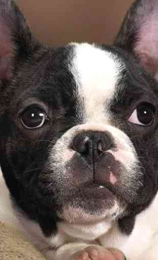 French Bulldogs Wallpapers 1