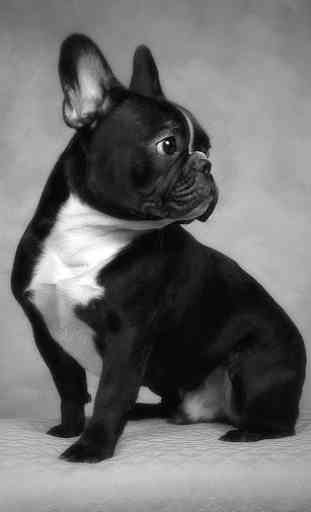 French Bulldogs Wallpapers 3