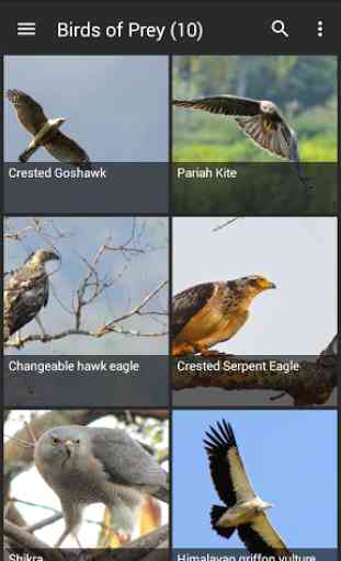 Birds of India 2