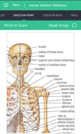Human Skeleton Reference Guide 2