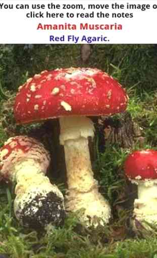 Mushrooming Lite 3
