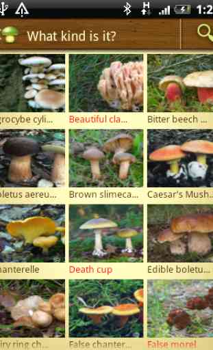 MushtoolPro - Mushroom 1