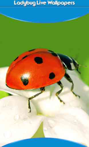 Ladybug Live Wallpapers 1