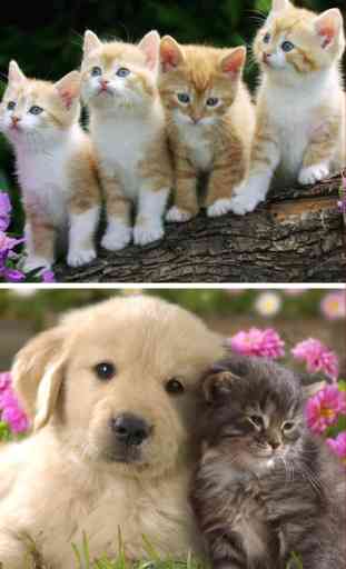 Cats & Dogs Wallpapers HD - Cute Puppies & Kittens 3