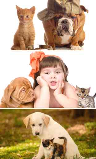 Cats & Dogs Wallpapers HD - Cute Puppies & Kittens 4