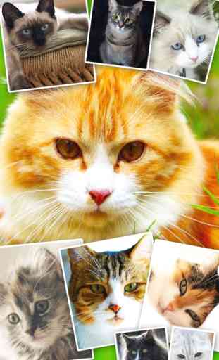 Cats & Kittens Wallpapers - Cute Animal Backgrounds and Cat Images 1