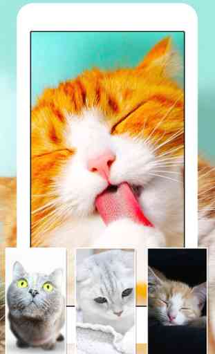 Cats & Kittens Wallpapers - Cute Animal Backgrounds and Cat Images 2