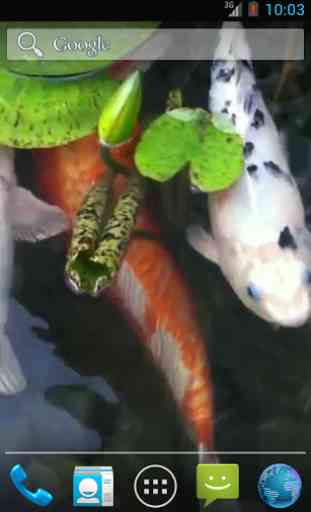 Real Pond With Koi Video LWP 1