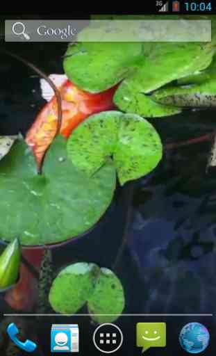 Real Pond With Koi Video LWP 3