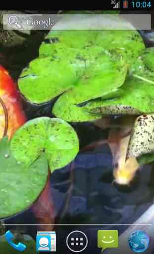 Real Pond With Koi Video LWP 4