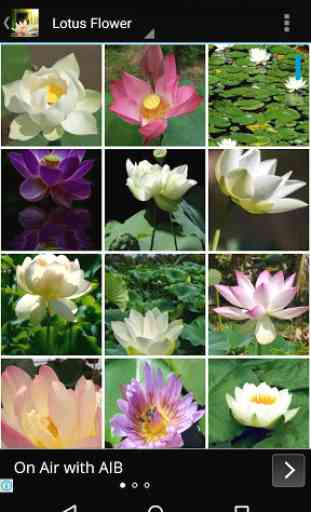 Lotus Flower Wallpaper HD 3