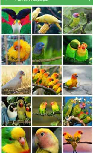 Parrot Wallpapers 1