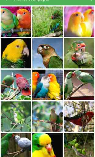 Parrot Wallpapers 2