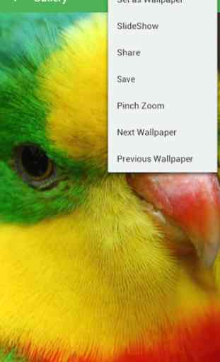 Parrot Wallpapers 3