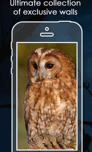 Owl Background | Cute Owl HD Pic.ture & Wallpaper 2