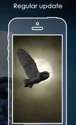 Owl Background | Cute Owl HD Pic.ture & Wallpaper 4
