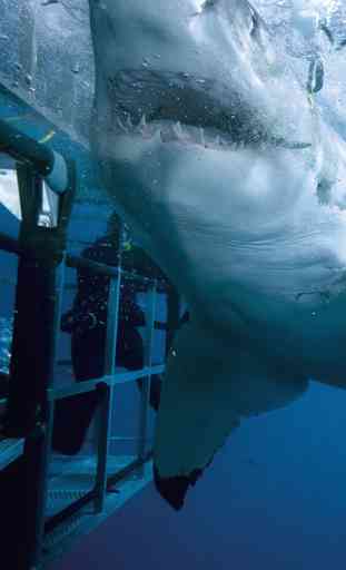 Shark Attack Survival: Great White & Tiger, Blue & Mako, Hammerhead & Whale 2