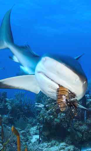 Shark Attack Survival: Great White & Tiger, Blue & Mako, Hammerhead & Whale 4