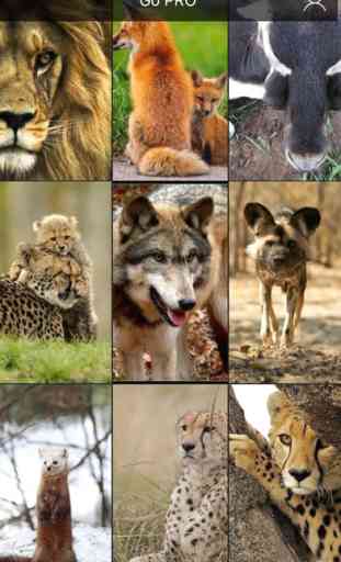 Wildlife Animals Wallpapers, Safari & Zoo Pictures 1