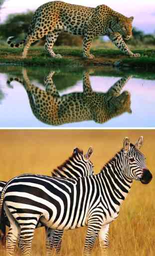 Wildlife Animals Wallpapers, Safari & Zoo Pictures 3