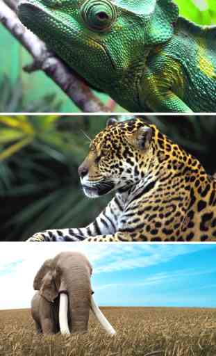 Wildlife Animals Wallpapers, Safari & Zoo Pictures 4