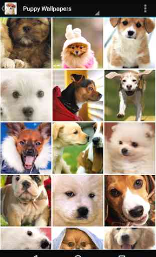Puppy Wallpapers 2