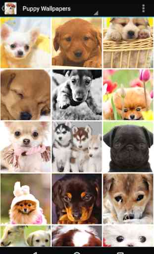 Puppy Wallpapers 3