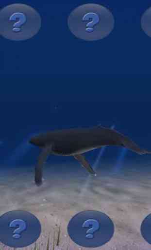 The Humpback Whale Free 3