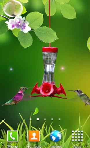 Hummingbirds wallpaper 1
