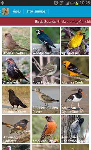 North American Birds Sounds 2