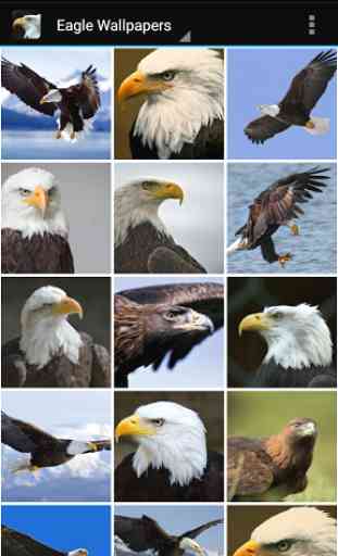 Eagle Wallpapers 1