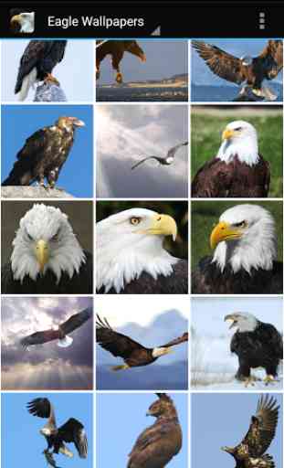 Eagle Wallpapers 2