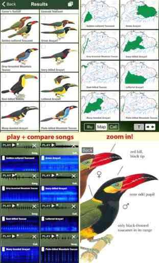 All Birds Colombia - a complete field guide to all the bird species recorded in Colombia 3