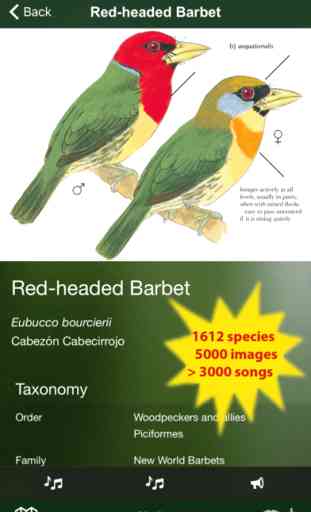 All Birds Ecuador - a complete field guide to all the bird species recorded in Ecuador 2