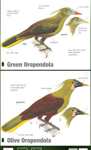 All Birds Ecuador - a complete field guide to all the bird species recorded in Ecuador 4