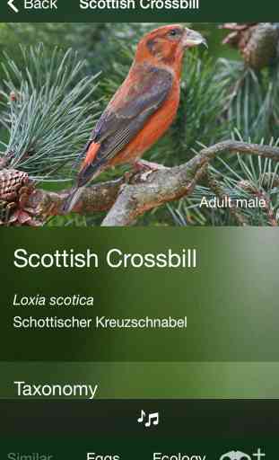 All Birds Scotland - A Complete Fieldguide to the Official List of Scottish Bird Species 2