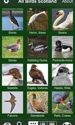 All Birds Scotland - A Complete Fieldguide to the Official List of Scottish Bird Species 3