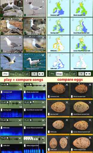 All Birds UK - A Complete Field Guide to the Official List of Bird Species Recorded in Great Britain and Northern Ireland 2