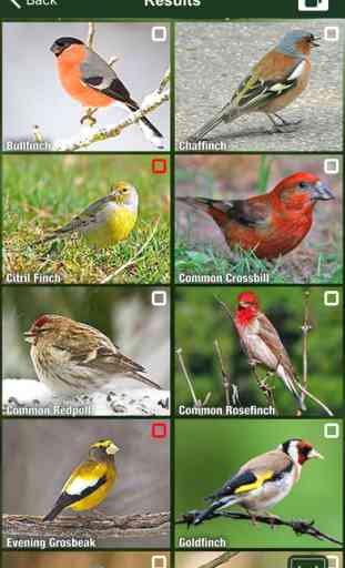 All Birds UK - A Complete Field Guide to the Official List of Bird Species Recorded in Great Britain and Northern Ireland 4